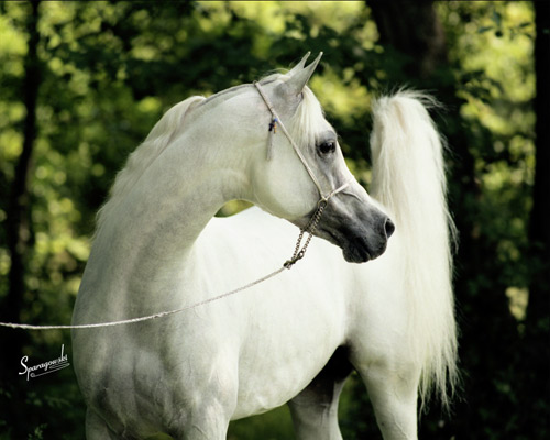 Ansata Halim Shah ( *Ansata Ibn Halima x Ansata Rosetta )